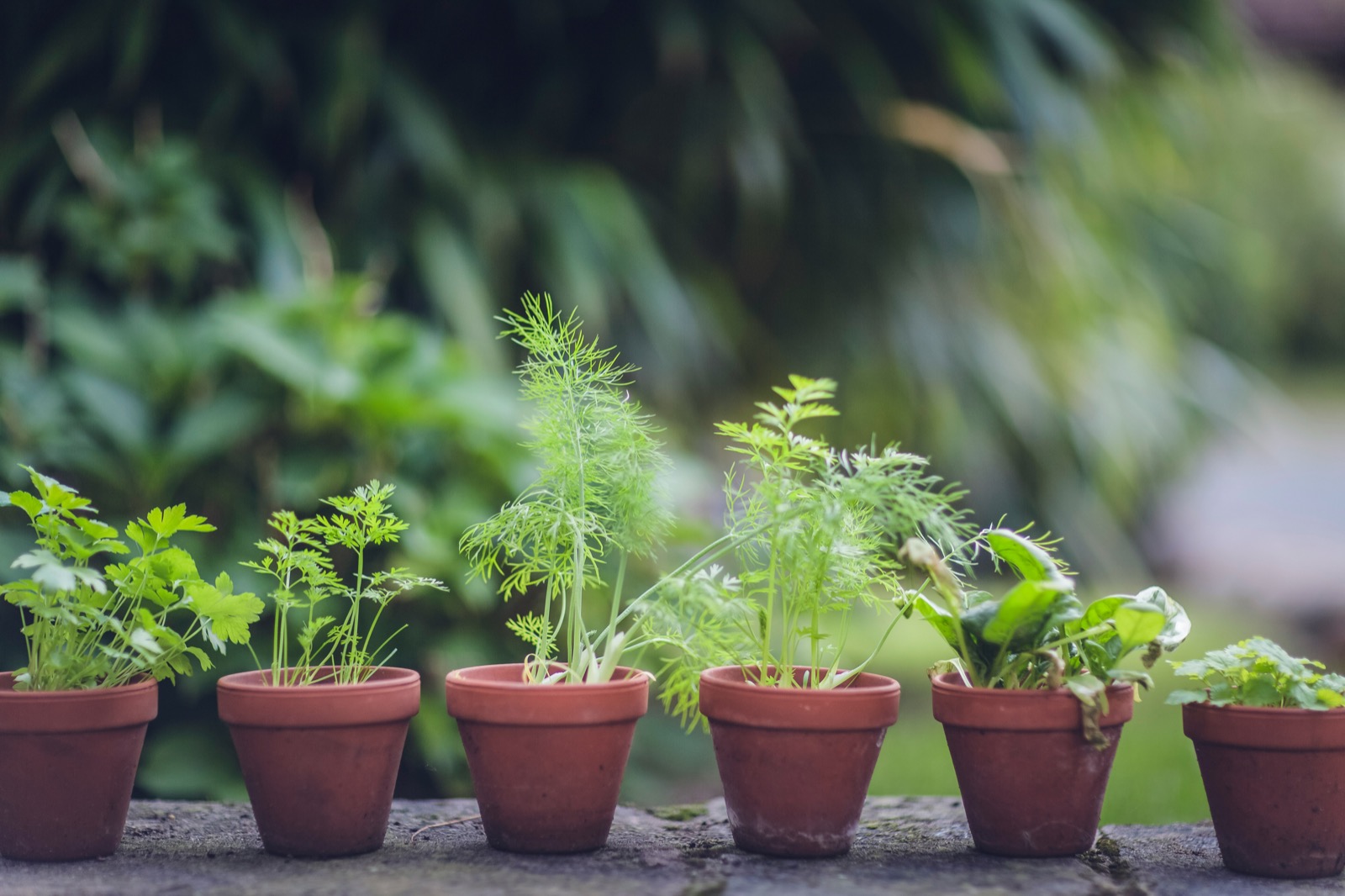Licensed Ceylon Ayurvedic herbs and botanicals